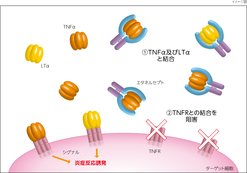 作用機序