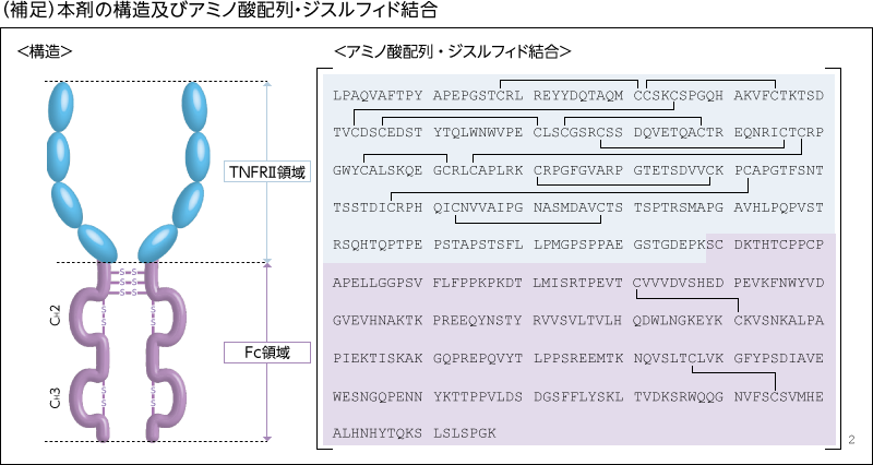 (補足)本剤の構造及びアミノ酸配列・ジスルフィド結合